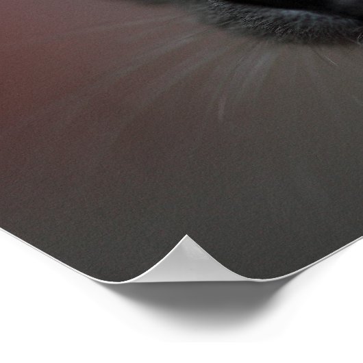 Siamese Kitten Poster (Ecke)