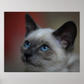 Siamese Kitten Poster (Vorne)