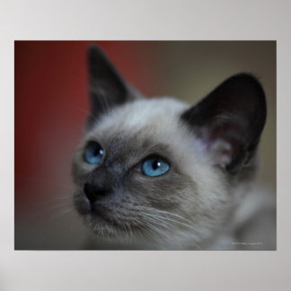 Siamese Kitten Poster
