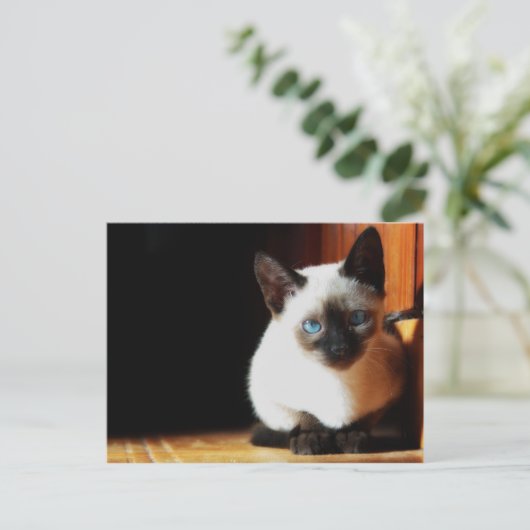 Siamese Kitten Postkarte (Stehend Vorderseite)