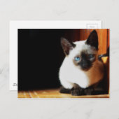 Siamese Kitten Postkarte (Vorne/Hinten)