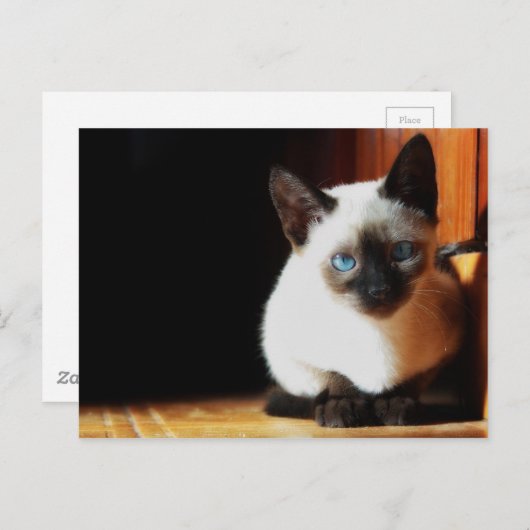 Siamese Kitten Postkarte (Vorne/Hinten)