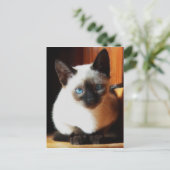 Siamese Kitten Postkarte (Stehend Vorderseite)