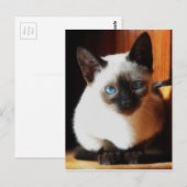 Siamese Kitten Postkarte (Vorne/Hinten)