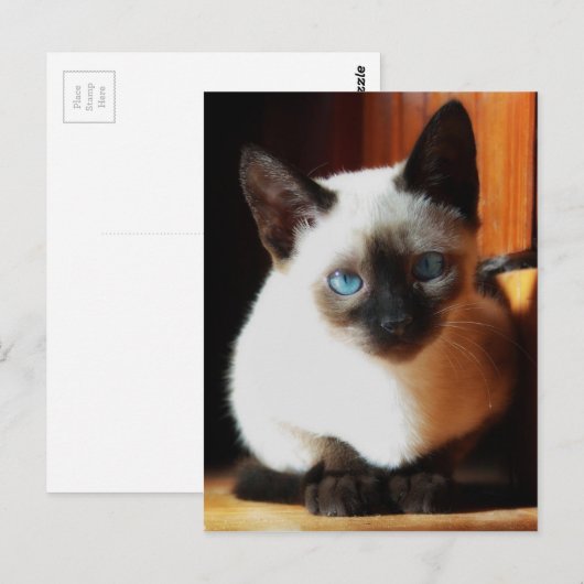 Siamese Kitten Postkarte (Vorne/Hinten)