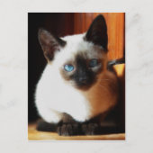 Siamese Kitten Postkarte (Vorderseite)