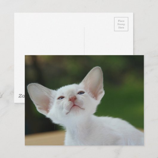 Siamese Kitten Postkarte (Vorne/Hinten)
