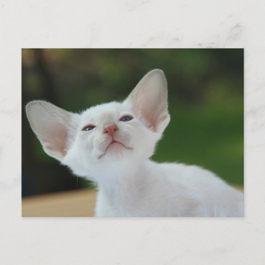 Siamese Kitten Postkarte (Vorderseite)