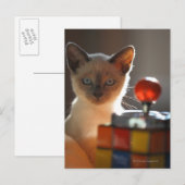 Siamese Kitten Postkarte (Vorne/Hinten)