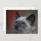 Siamese Kitten Postkarte (Vorne/Hinten)