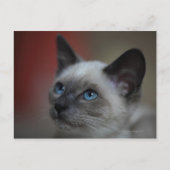 Siamese Kitten Postkarte (Vorderseite)