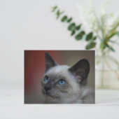 Siamese Kitten Postkarte (Stehend Vorderseite)