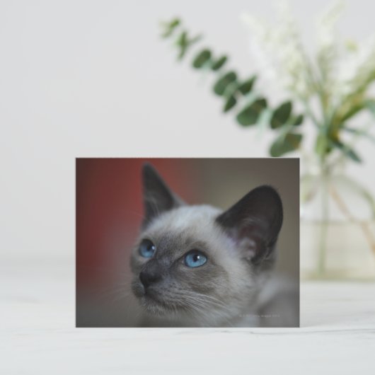 Siamese Kitten Postkarte (Stehend Vorderseite)