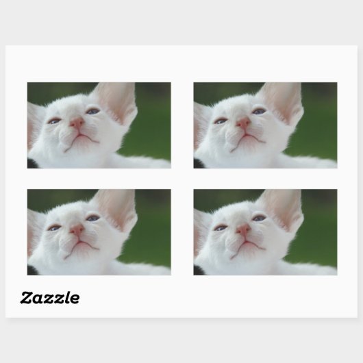 Siamese Kitten Rechteckiger Aufkleber (Blatt)