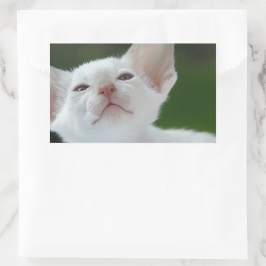 Siamese Kitten Rechteckiger Aufkleber (Tasche)