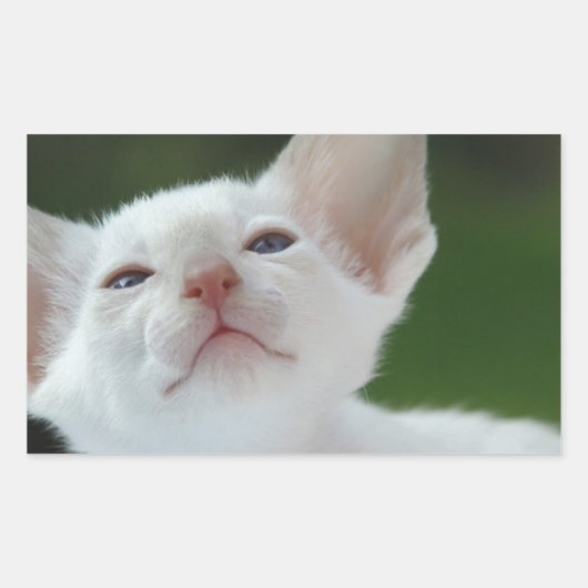 Siamese Kitten Rechteckiger Aufkleber (Vorderseite)