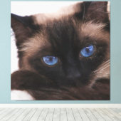 Siamese Kitten Sweetie Face Leinwanddruck (Insitu (Holzboden))