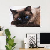Siamese Kitten Sweetie Face Poster (Heimbüro)
