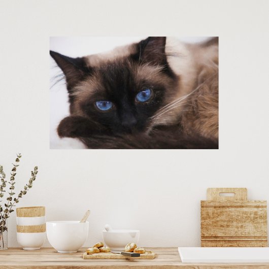 Siamese Kitten Sweetie Face Poster (Küche)