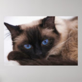 Siamese Kitten Sweetie Face Poster (Vorne)