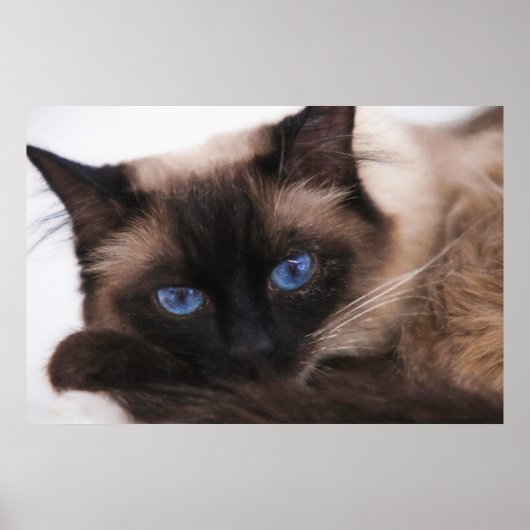 Siamese Kitten Sweetie Face Poster (Vorne)