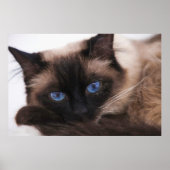 Siamese Kitten Sweetie Face Poster (Vorne)