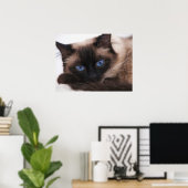 Siamese Kitten Sweetie Face Poster (Heimbüro)