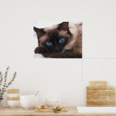 Siamese Kitten Sweetie Face Poster (Küche)