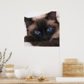 Siamese Kitten Sweetie Face Poster (Küche)