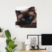 Siamese Kitten Sweetie Face Poster (Heimbüro)