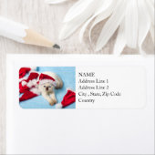 Siamese Kitten: Weihnachtsmannmützen (Insitu)