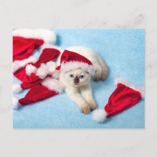 Siamese Kitten: Weihnachtsmannmützen Feiertagspostkarte (Vorderseite)
