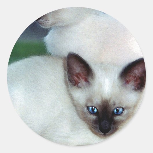 Siamese Kittens Sticker (Vorderseite)