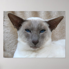 Siamese Kitty Cat Anpassbares Poster