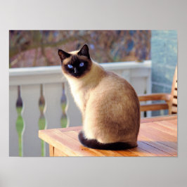 Siamese Kitty Cat Anpassbares Poster