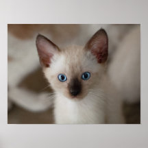 Siamese Kitty Cat Anpassbares Poster