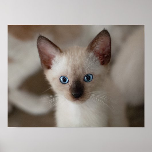 Siamese Kitty Cat Anpassbares Poster (Vorne)