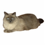 Siamese Mix Katze Fotoskulptur<br><div class="desc">Eine Fotoskulptur einer siamesischen Mix-Katze ist ein tolles Geschenk für Katzenliebhaber</div>