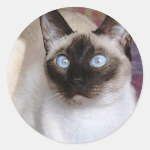 SIAMESE SCHAUTY RUNDER AUFKLEBER