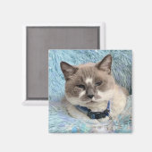 Siamese Snowshoe Cat Blue Eyes Maureen Girard Magnet (Vorderseite/Rückseite)