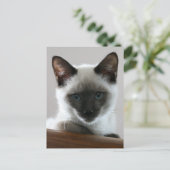 Siamese Stare Postkarte (Stehend Vorderseite)