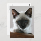 Siamese Stare Postkarte (Vorne/Hinten)