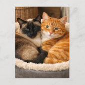 Siamese und Ginger Süße Katzen Postkarte (Vorderseite)