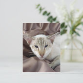 Siameser, Schokoladentabby Postkarte (Stehend Vorderseite)