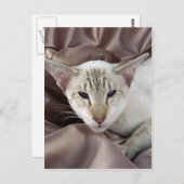 Siameser, Schokoladentabby Postkarte (Vorne/Hinten)