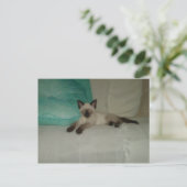 siamesisch postkarte (Stehend Vorderseite)