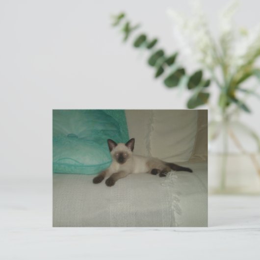 siamesisch postkarte (Stehend Vorderseite)