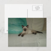 siamesisch postkarte (Vorne/Hinten)