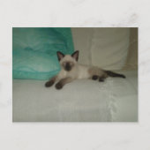 siamesisch postkarte (Vorderseite)