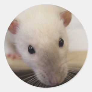 Siamesische extravagante Ratten-Aufkleber Runder Aufkleber
